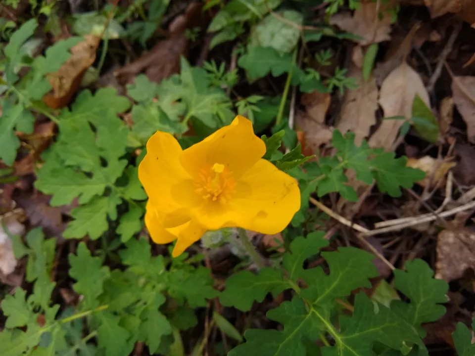 Vea flores silvestres de principios de primavera a lo largo de North Ridge Trail el 21 de marzo de 2026, dirigido por TCWP y la Tennessee Native Plant Society.