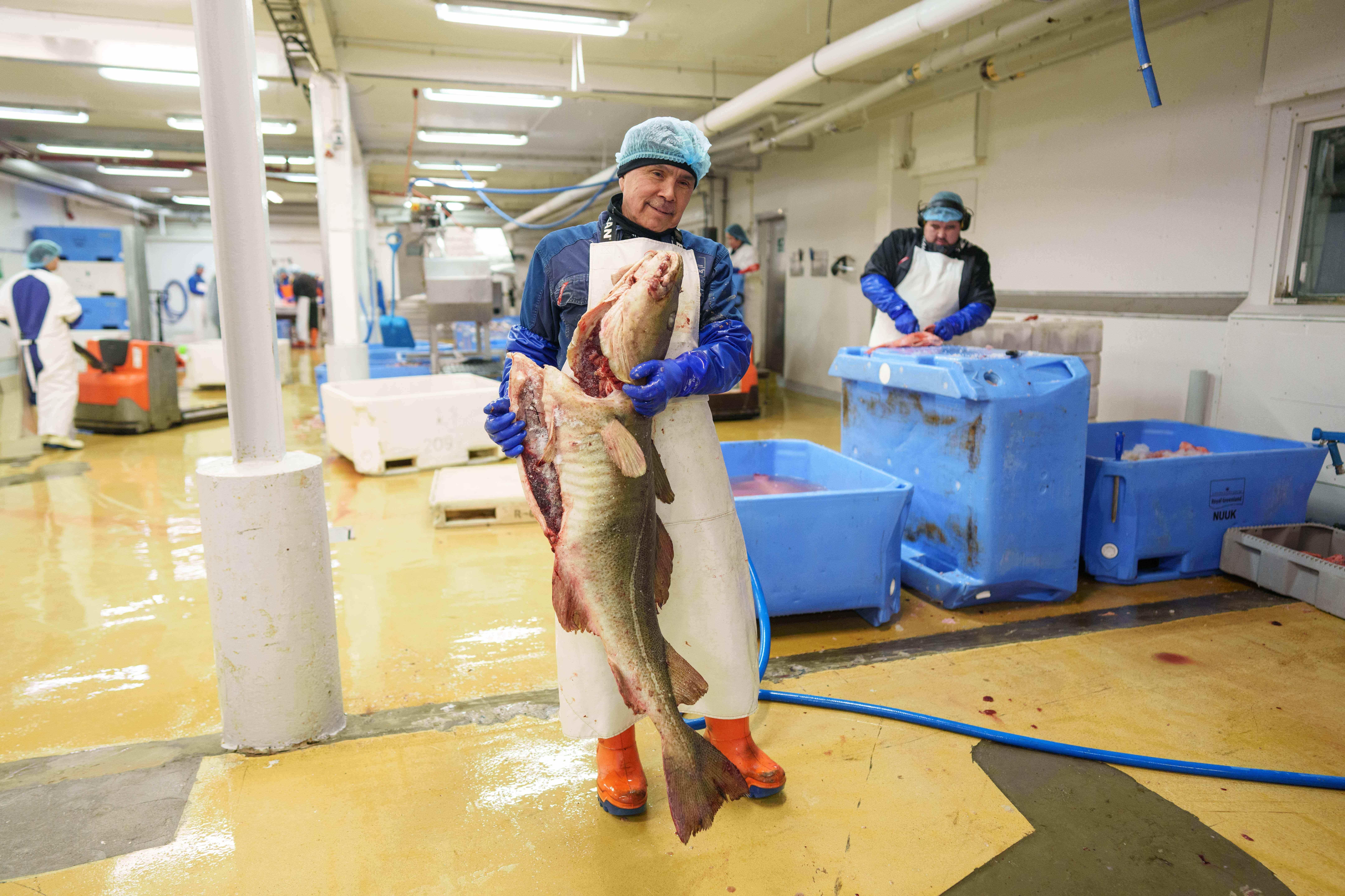 Un trabajador de Royal Greenland Seafood Company transporta bacalao...
