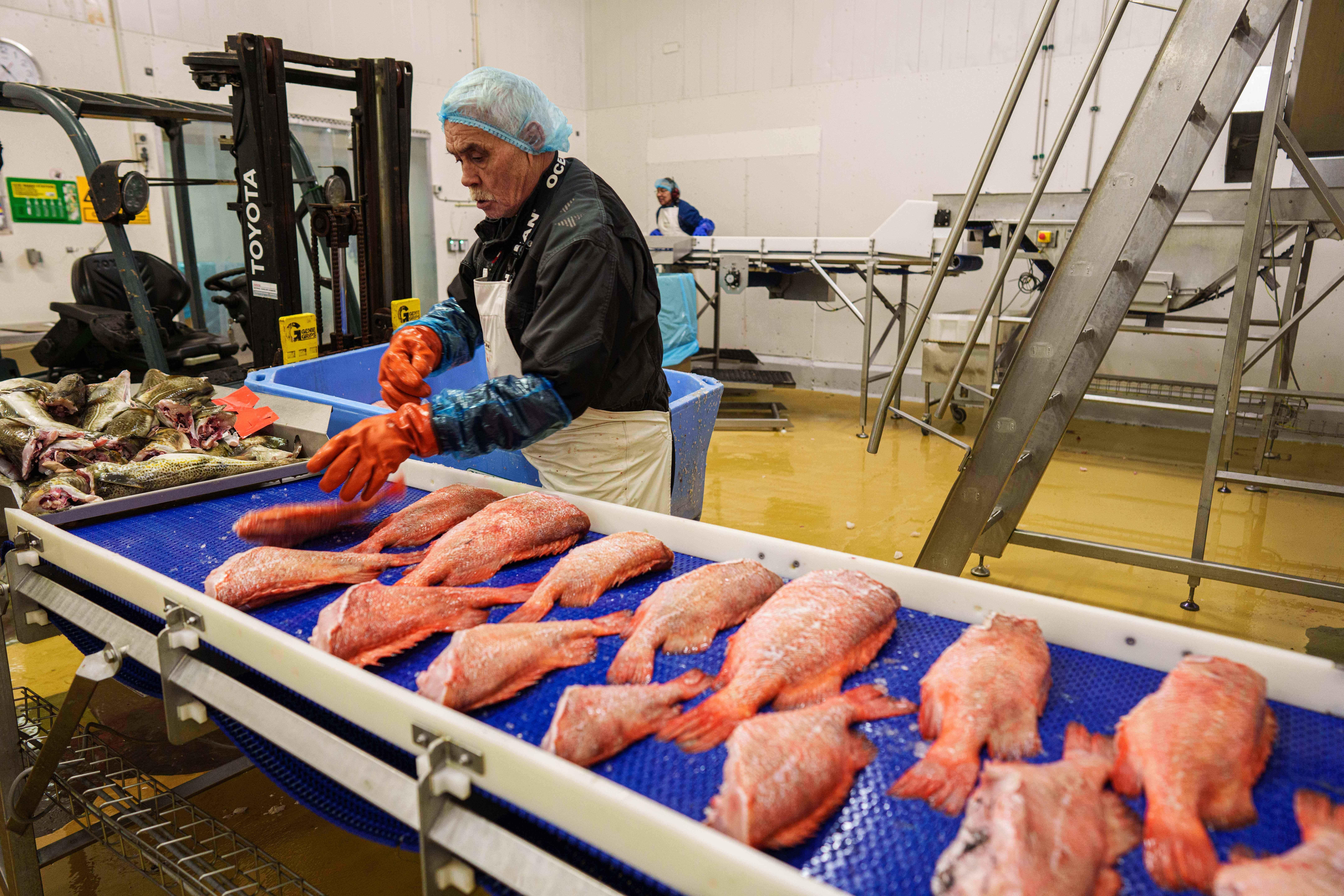 Un trabajador de la Royal Greenland Seafood Company pone gallineta nórdica en...