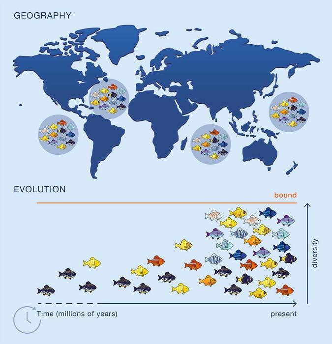 Relación entre la riqueza de motivos y la riqueza de especies de cinco regiones biogeográficas principales.