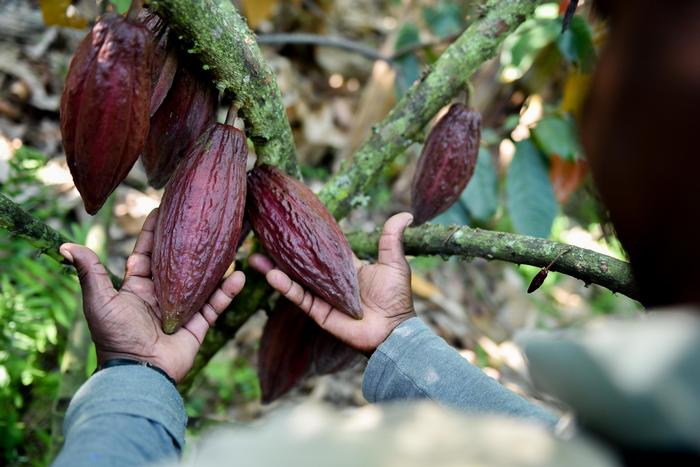 Productores de Cacao Colombia