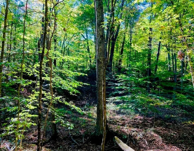 Una escena forestal en el bosque de Hitz-Rodehamel.