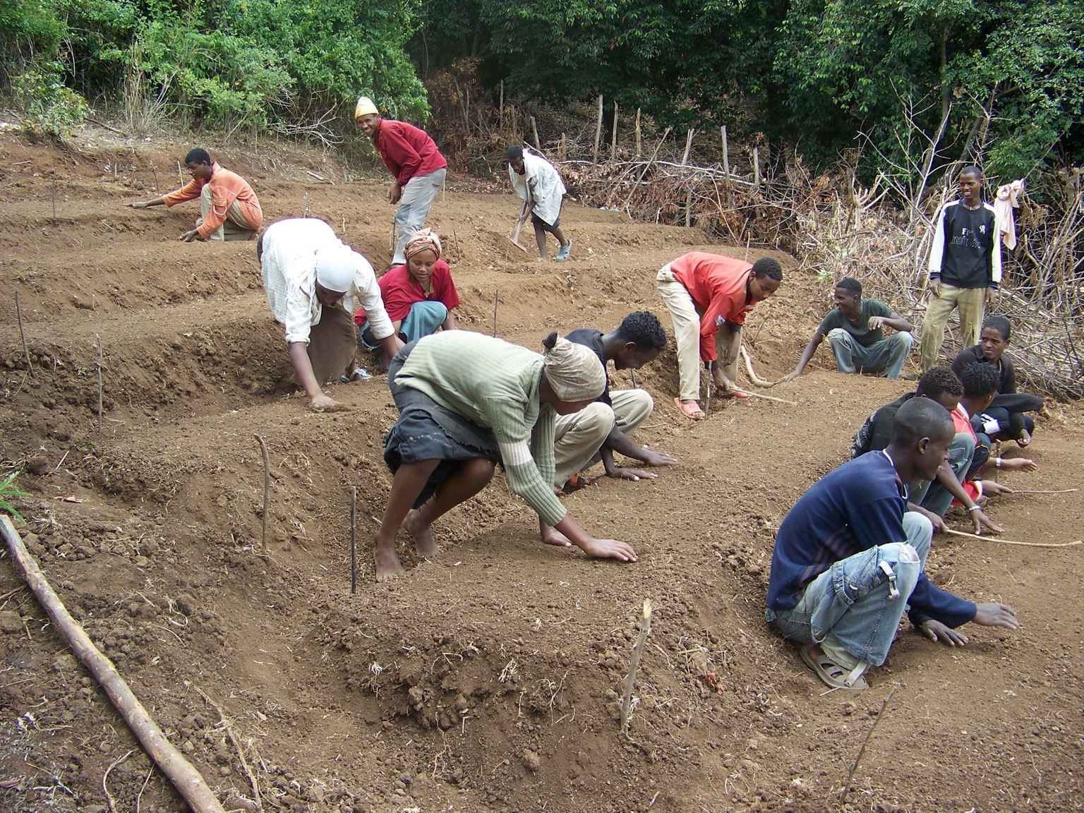 Agroforestería en Etiopía. Foto de Trees ForTheFuture vía Flickr (CC BY 2.0).