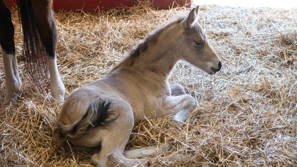 caballo bebé 