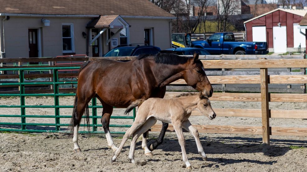 caballo bebé 