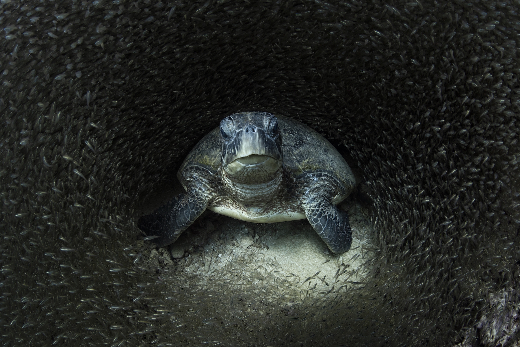 Una tortuga marina rodeada de pequeños peces.