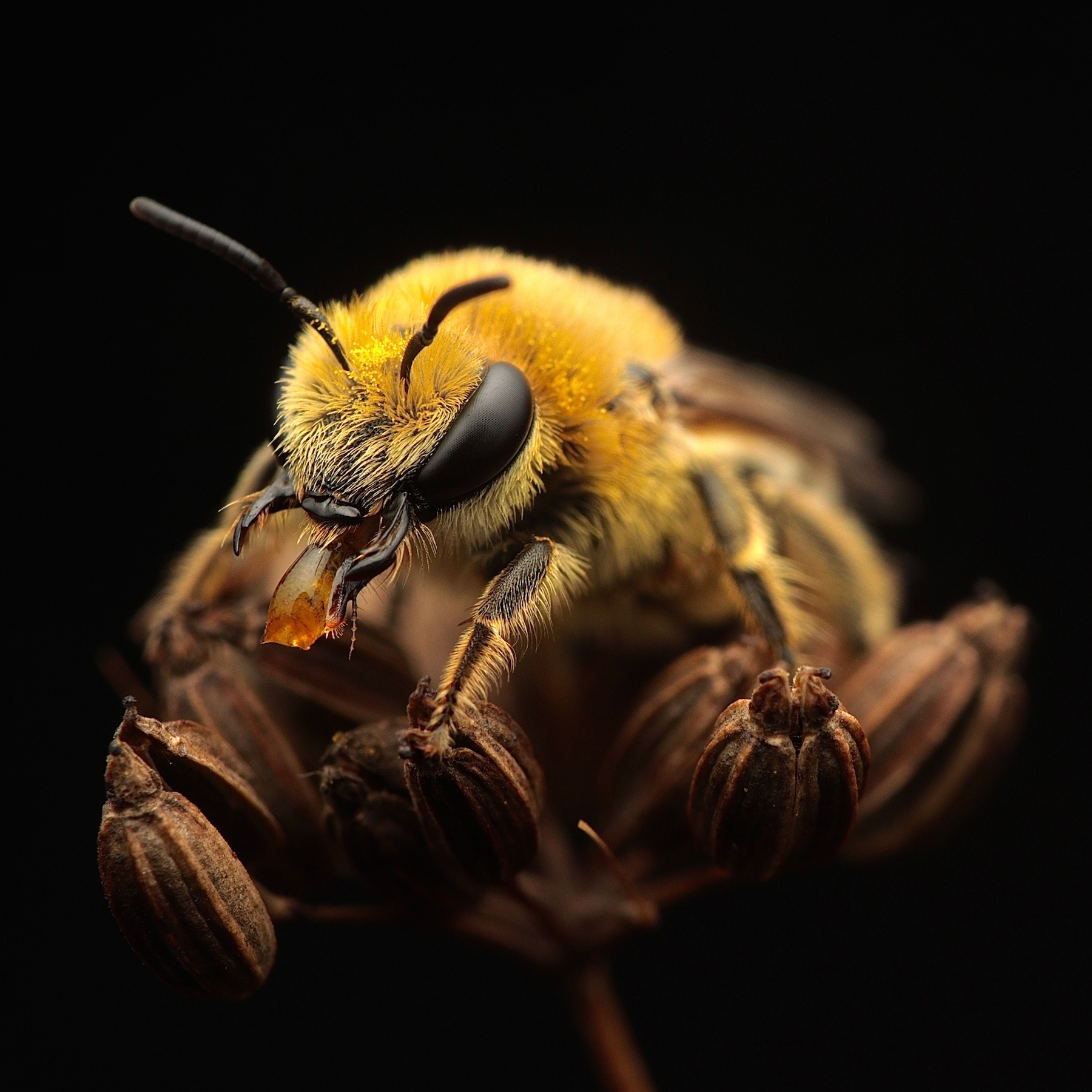 Cerca de la boca de la abeja.