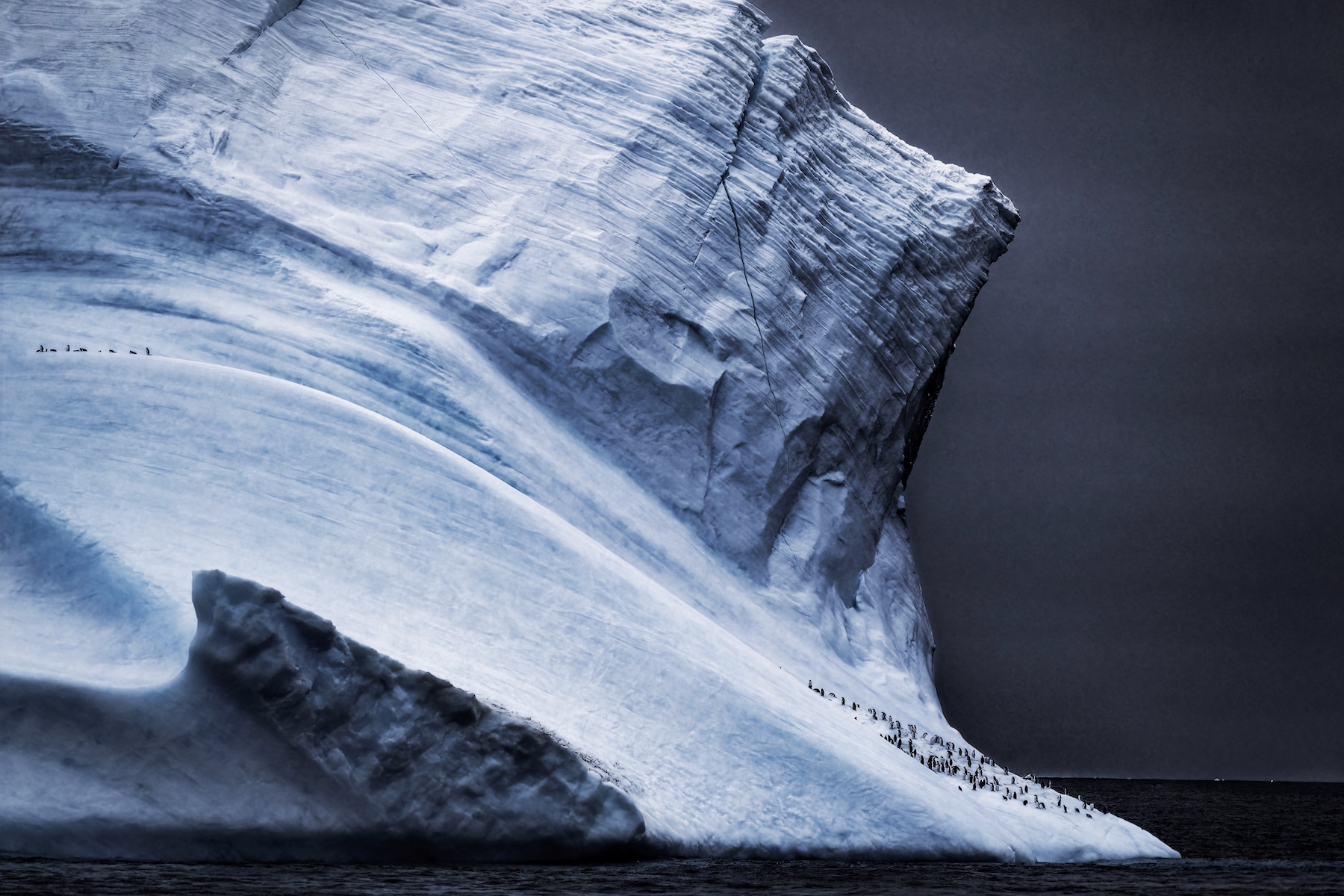 Los pingüinos se reúnen en los glaciares