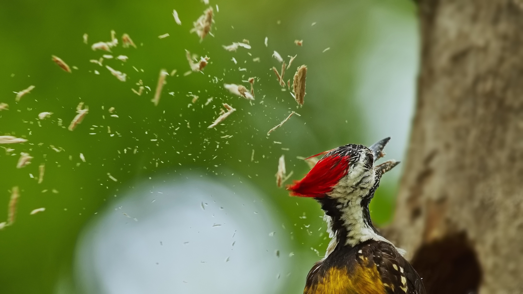 Pájaros carpinteros con astillas voladoras en los árboles
