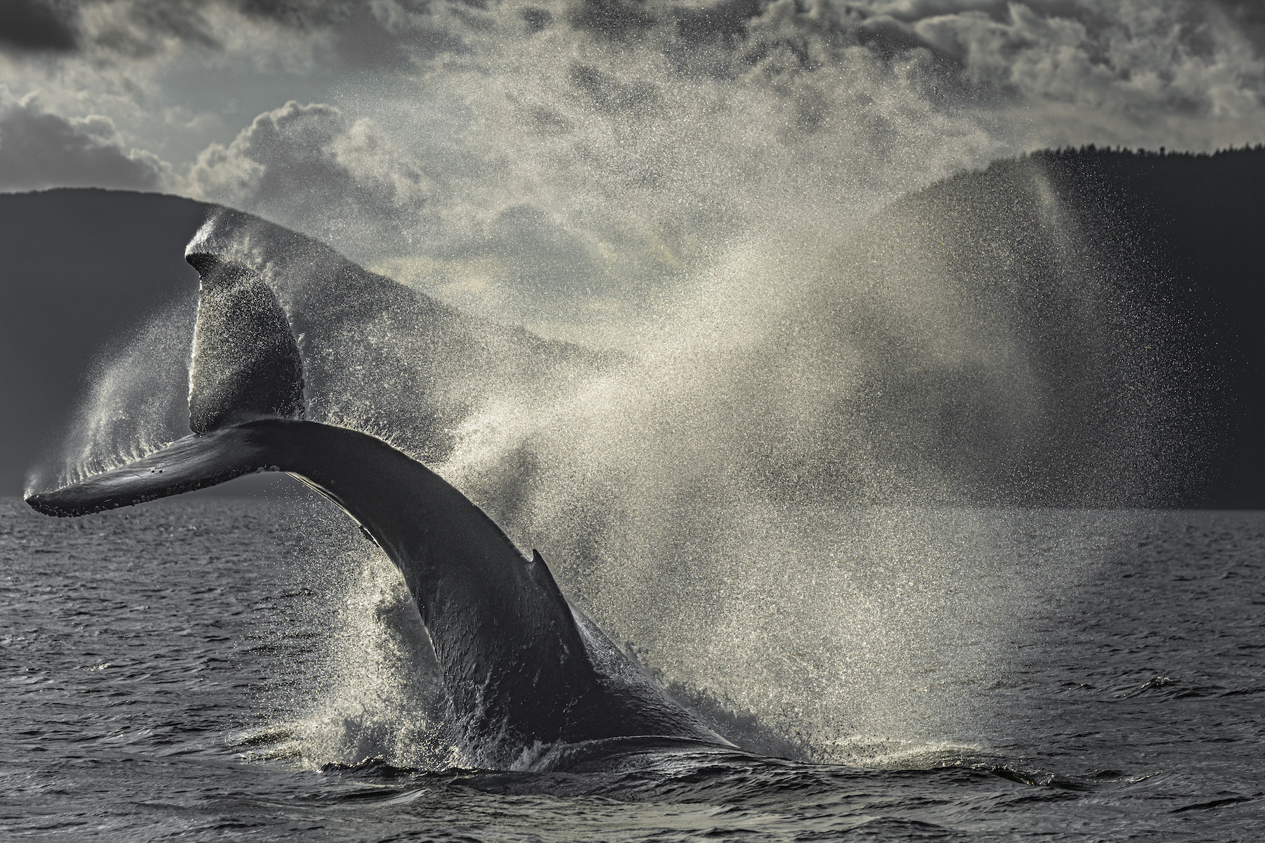 Una ballena rompiendo