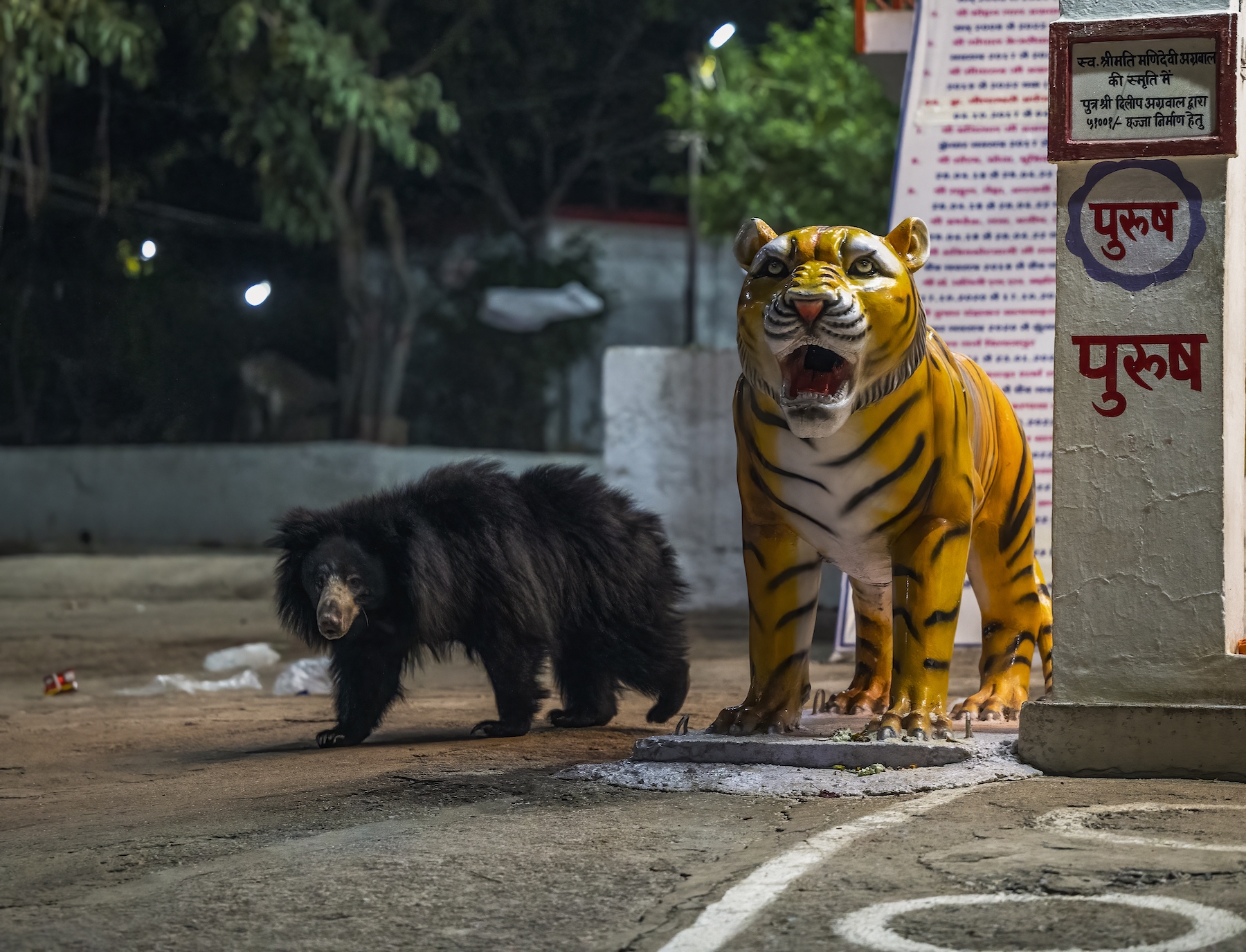 El oso perezoso (Melorsus ursinus) es un complejo de templos remoto en la India, que alberga a la diosa tigre y es visitado por cientos de devotos todos los días, además, los osos perezosos salvajes de las colinas circundantes lo visitan regularmente para hurgar en los restos de las multitudes durante el día. Vi un oso pasando junto a una estatua de tigre surrealista. A los niños de la India les cuentan cuentos antes de dormir sobre osos y tigres en el bosque. Quería un fotograma de este oso salvaje pasando junto a la estatua del tigre (la de la diosa tigre) para conectarlo con los cuentos de mi infancia antes de dormir. Junwani Kala, Chhattisgarh, India Nikon Z6II; Nikon Z 70-200 mm f/2.8 VR S; 1/200 segundo; f2.8; ISO 8000