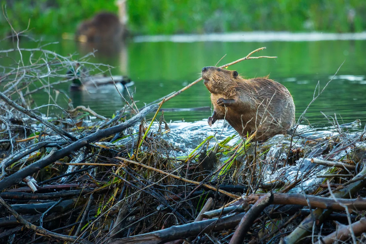 Un castor arroja algunas ramitas sobre su presa mientras come hierba cerca de la orilla, en el Parque Nacional Grand Teton, Wyoming, Estados Unidos. © Chase Decker/Getty