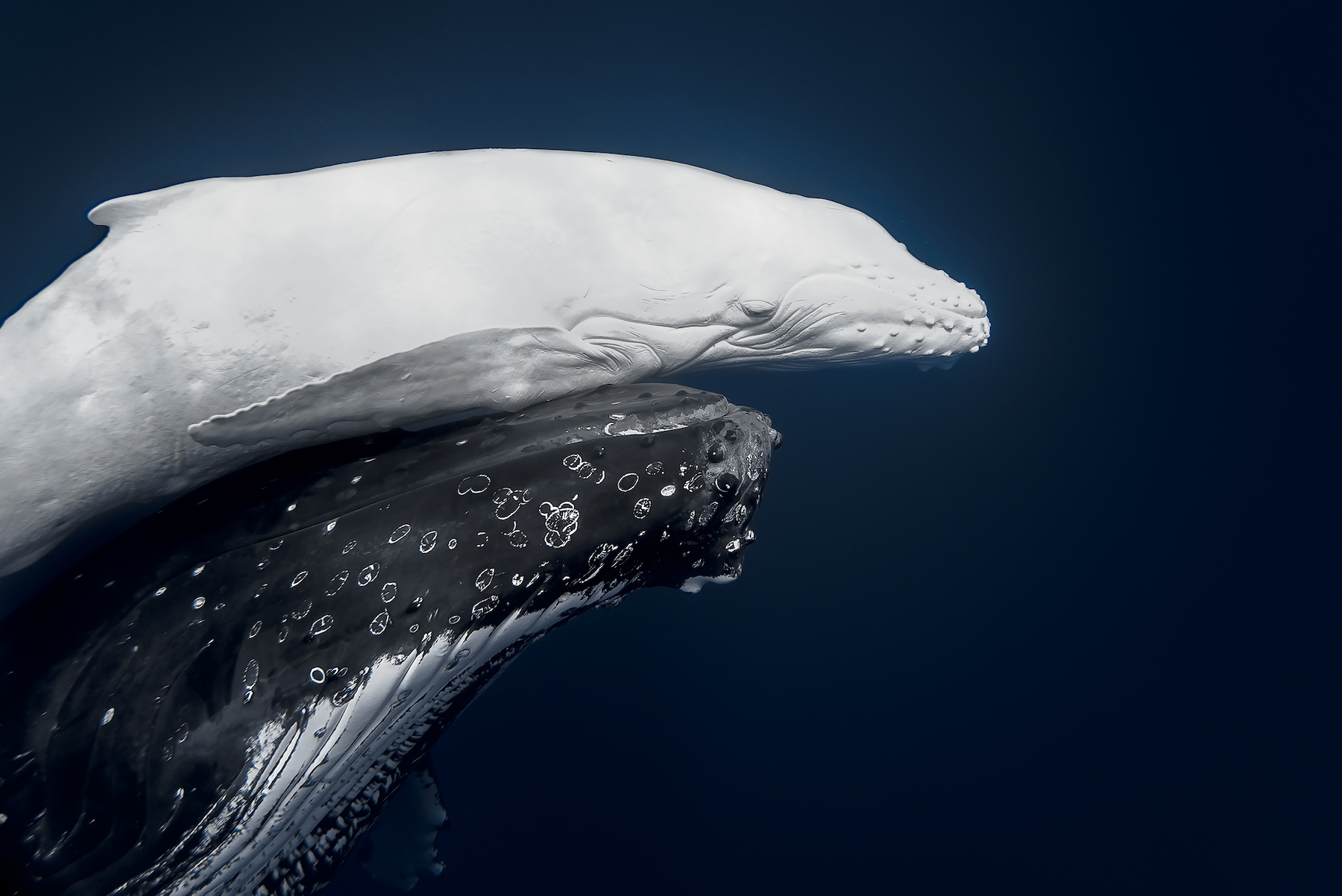 Dos ballenas, una blanca y otra negra, nadan juntas