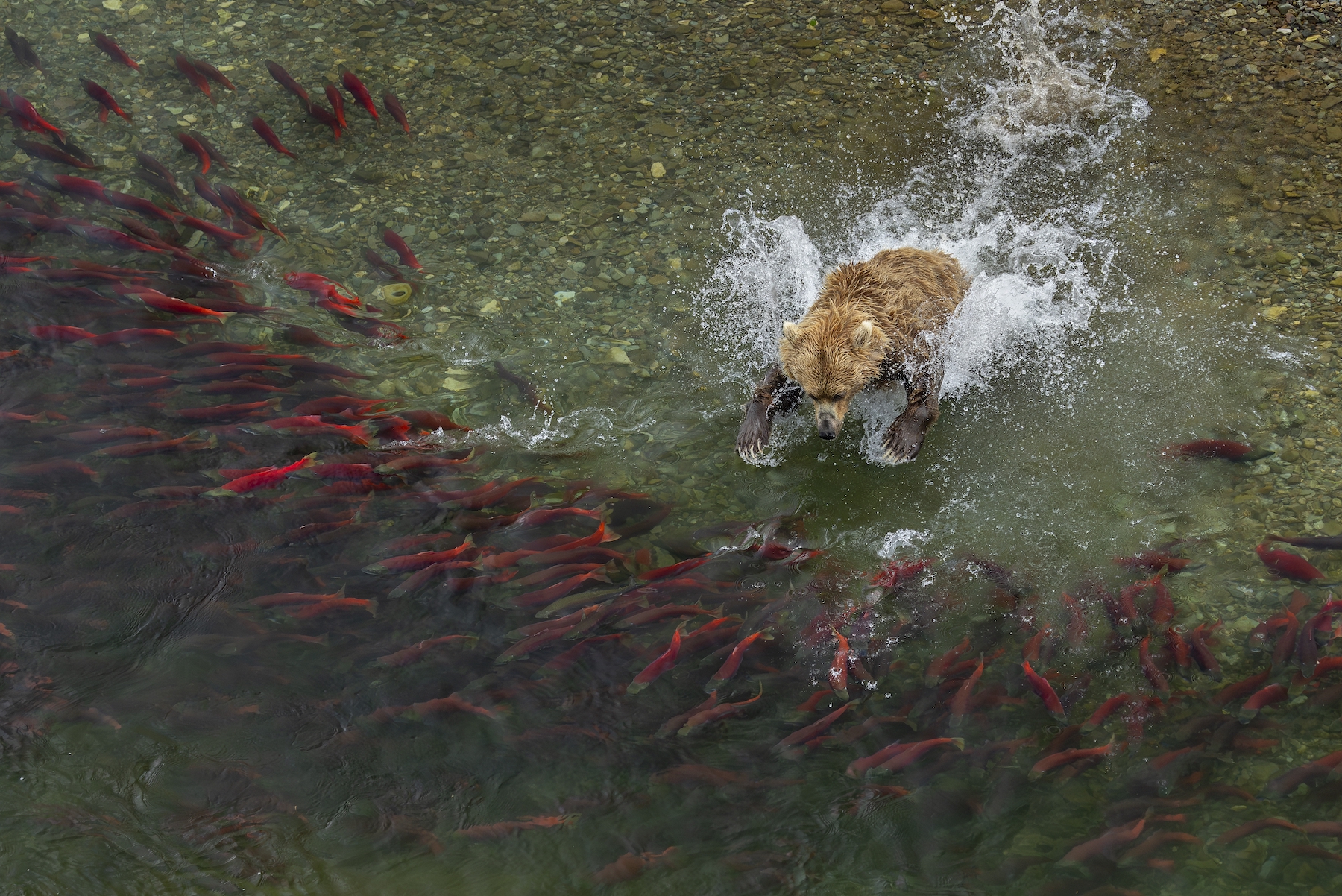 Un oso pardo intenta pescar un salmón.
