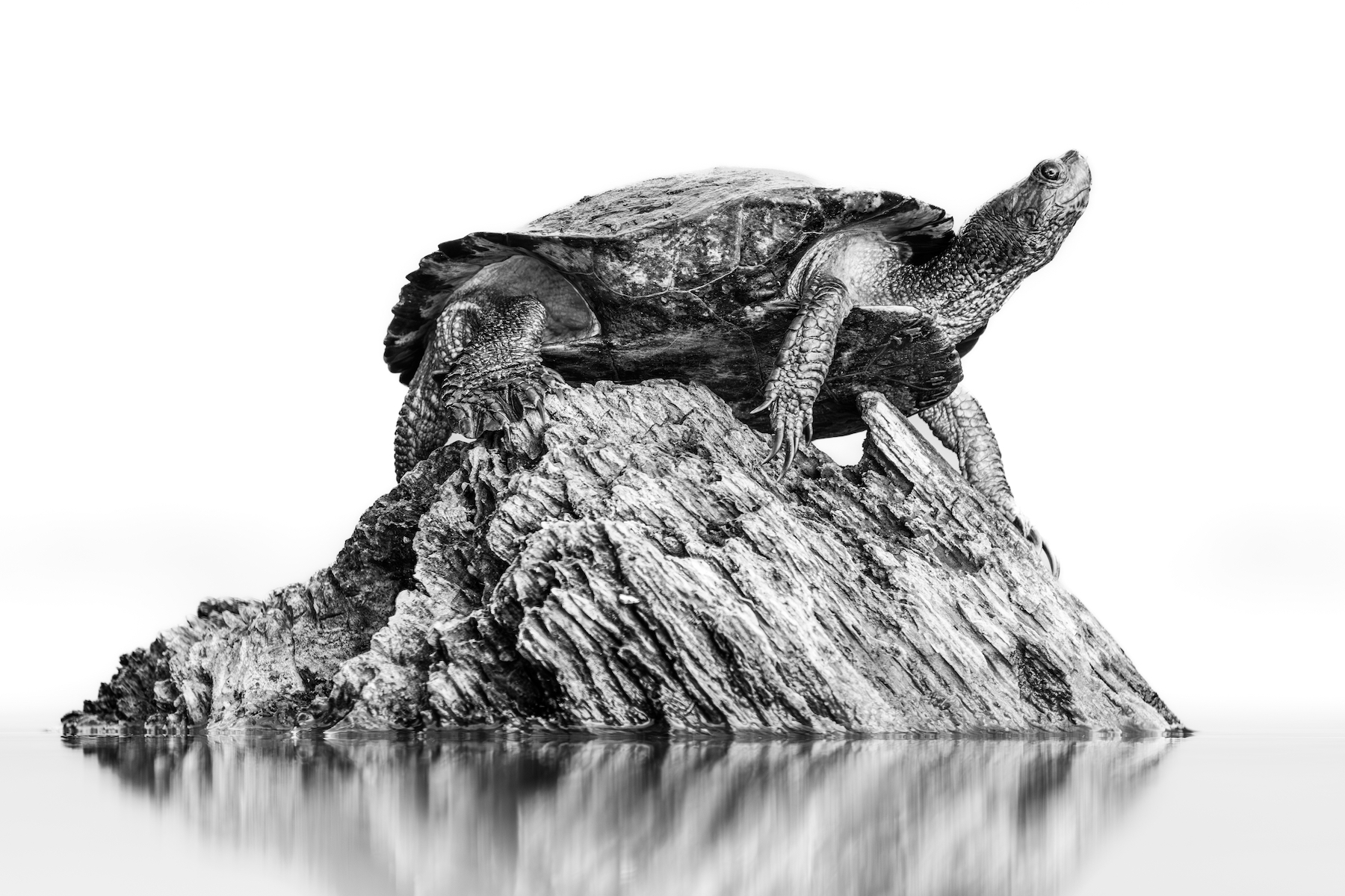 Tortuga en un tronco