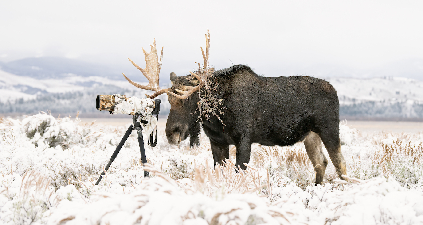 Este es un verdadero fotógrafo de vida silvestre. Entiende claramente la importancia de camuflarse a sí mismo y a su equipo fotográfico para mezclarse con su entorno. Cuando está listo para tomar la fotografía, adopta una postura firme y coloca con cuidado sus ojos en el visor. Espera pacientemente hasta que su sujeto aparece claramente a la vista. Esta es la historia de The Wildlife Photographer. Después de una nevada vespertina en el Parque Nacional Grand Teton, Wyoming, EE. UU., los fotógrafos se despiertan con un manto de nieve que cubre las llanuras. Un grupo de fotógrafos estaba tomando fotografías de este alce acercándose a nosotros. El suave y amargo roce le molestó y decidió emprender su marcha en dirección a todos los fotógrafos. Nos movimos rápidamente pero, con tanta prisa, dejamos atrás un trípode y una cámara. Después de que su curiosidad se apoderó de él, Bull Moose decidió revisar el equipo de la cámara. Lamió y miró fijamente a la cámara como si estuviera tratando de tomar una fotografía. Fue entonces cuando tomé esta foto. Después de cambiar de marcha, continuó su camino, molesto. Entonces el equipo de la cámara se puede recuperar de forma segura, aunque con un montón de baba de alce.