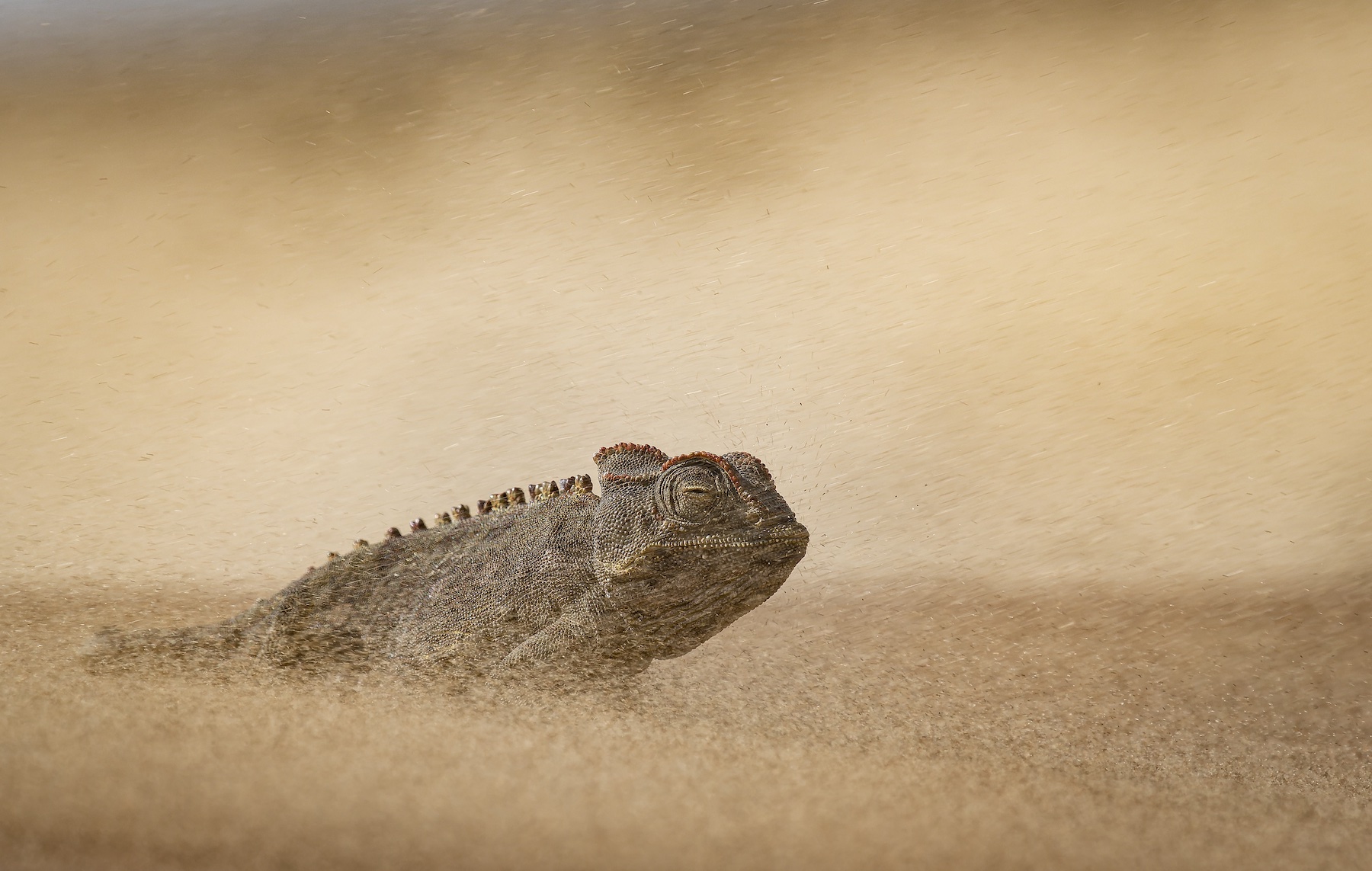 El desierto de Namib es uno de los entornos más extremos de la Tierra, con una falta total de agua superficial y temperaturas diurnas que superan los 45 °C. A pesar de esto, la vida es abundante si sabes dónde buscar. Las tormentas de arena son frecuentes y los vientos que soplan desde las montañas del interior levantan sedimentos y partículas finas. Un camaleón de Namaqua tuvo que soportar los guijarros que le golpeaban la piel mientras nosotros tuvimos la suerte de escapar en la relativa comodidad de nuestro 4x4.