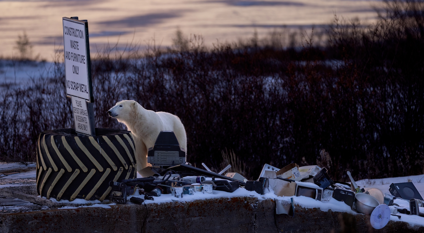 Un oso polar cerca de un basurero
