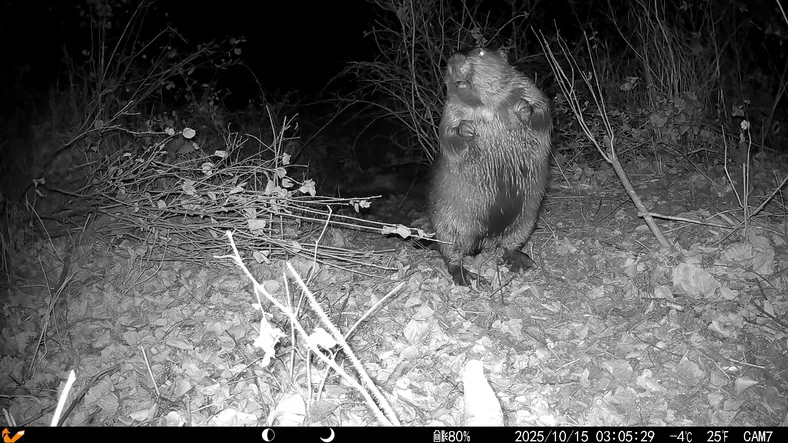 Imagen de la cámara de seguimiento de un castor
