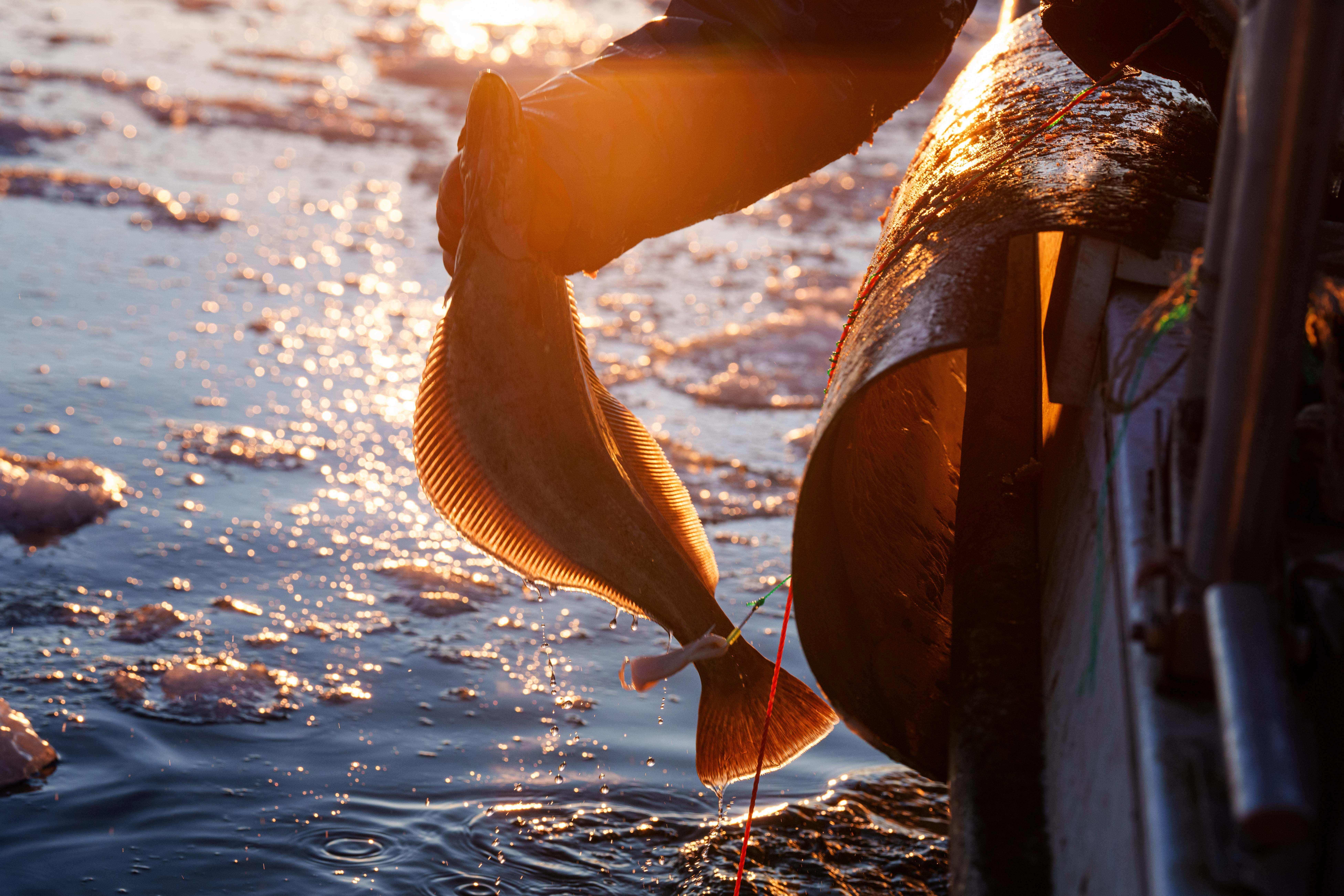 Un pescador pesca fletán en Disco Bay, cerca de Ilulissat, Groenlandia,...
