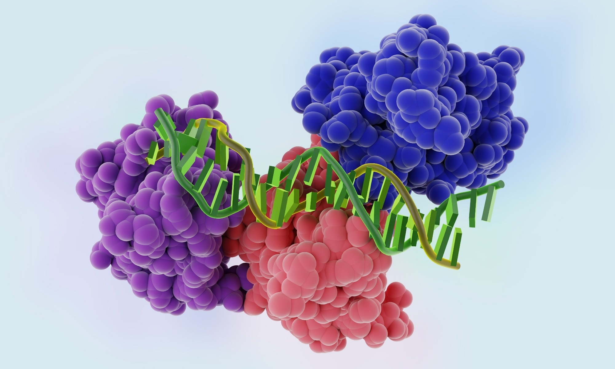 El dominio central de la proteína supresora de tumores p53 se une a una doble hélice de ADN. Modelos moleculares. Representación 3D. ilustración