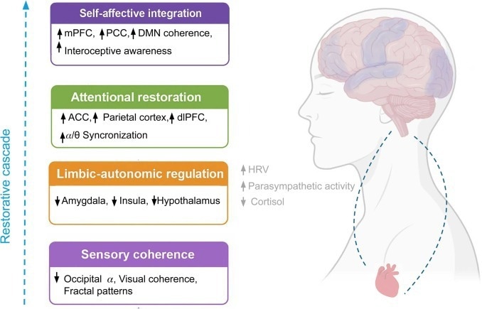 Una descripción general de cuatro niveles de cómo la naturaleza afecta el cerebro y el cuerpo 