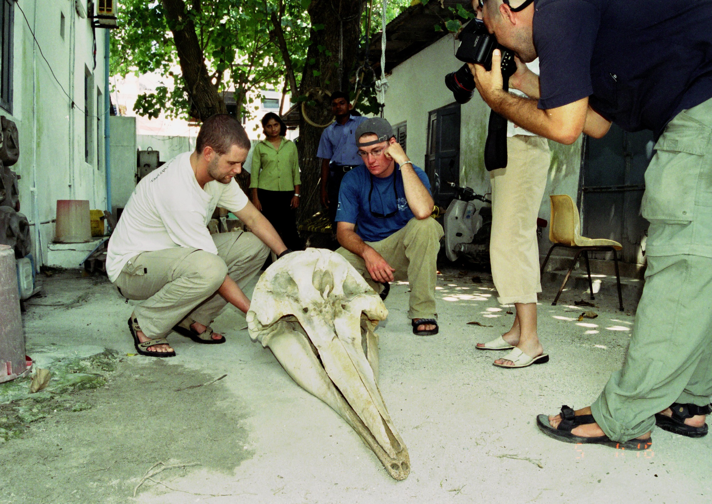Cannon inspecciona el cráneo de una ballena picuda que llegó a la costa de las Maldivas mientras era pasante científico en el R/V Odyssey en 2003. Foto cortesía de Genevieve Johnson.