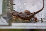 Dotados de una piel permeable y sensible a los cambios en la calidad del agua y a los contaminantes, los tritones son una especie bioindicadora en un ecosistema de humedal saludable.