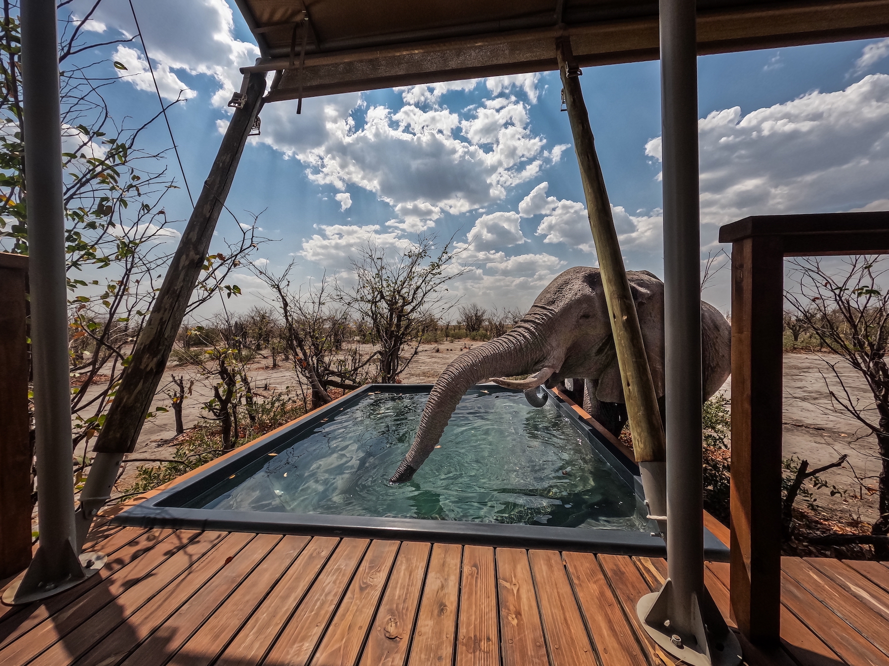 Elefantes, campamento Mokete, destinos silvestres, delta del Okavango, Botswana, fotos de Bill Klipp Todas las fotos © Bill Klipp, no para uso comercial de ningún tipo, solo para uso personal. Premios Mundiales de Fotografía de Naturaleza (WNPA) 2026: Categoría - Personas y Naturaleza - Ganador https://www.worldnaturephotographyawards.com/ Hay muchos elefantes en una fiesta en la piscina en nuestro campamento de tiendas de campaña Mokete en la región de la depresión de Mababe en el delta del Okavango en Botswana. Casi todos los días un grupo de elefantes llegaba al campamento para beber en nuestra piscina.