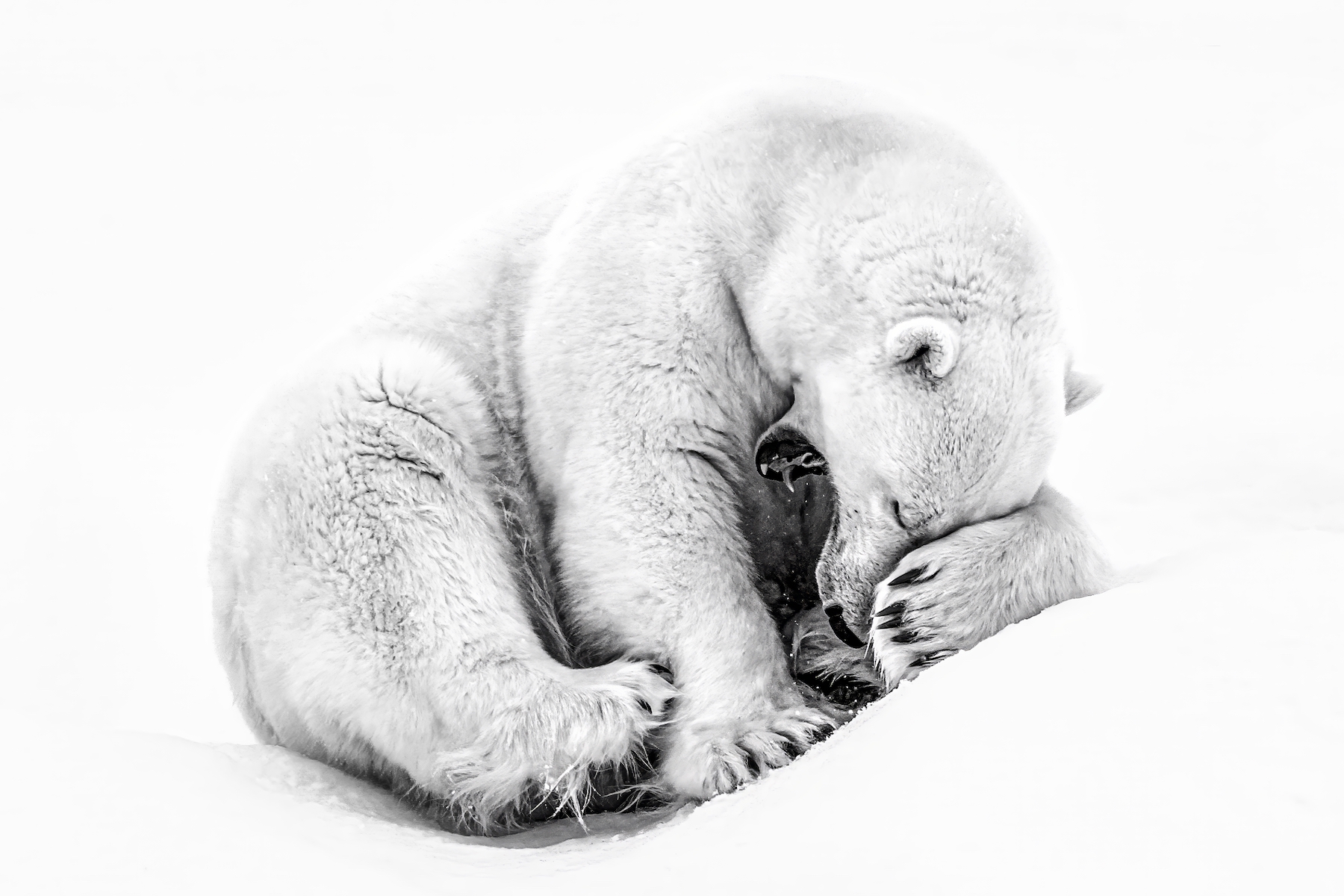 Un oso polar apoya su cabeza en su pata.