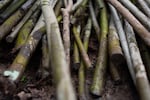 Plantar un montón de plántulas de sauce. Se plantarán más de 1.200 sauces en una zona ribereña de tres acres propiedad de una empresa maderera como parte de un proyecto de restauración ecológica de 15 años de duración.