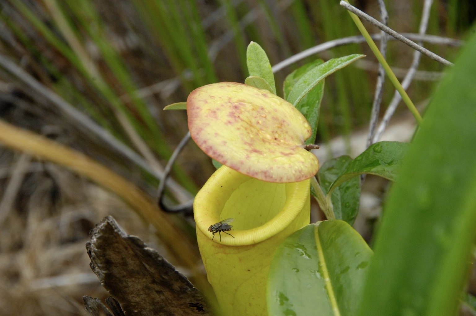 Una planta carnívora de Madagascar (Nepenthes madagascariensis) que atrapa y digiere insectos para nutrirse. Foto © Julie Larsen.