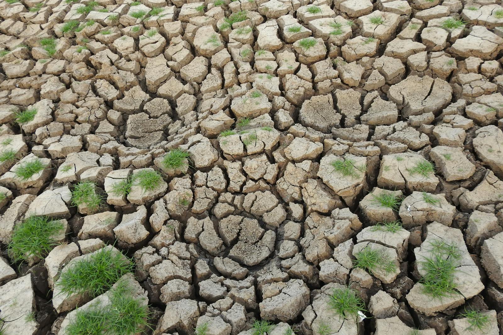 Agricultura de suelo seco agrietado