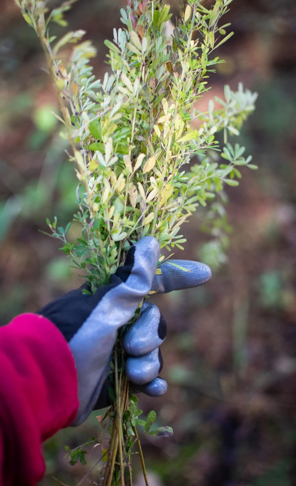 El control de malezas ayuda a eliminar las plantas invasoras y otras plantas que producen sombra y que impiden que los pastos de las praderas obtengan la luz solar que necesitan.