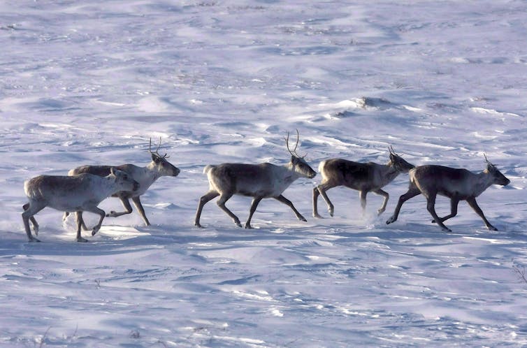 Cinco caribúes se mueven en línea a través del paisaje cubierto de nieve.