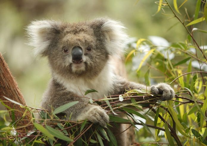 el koala Lindo koala mirando a la cámara