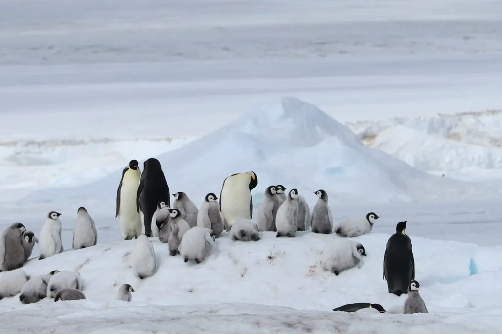 Pingüino parado sobre hielo y nieve