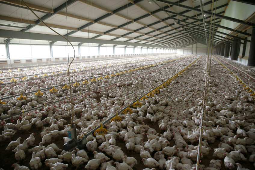 El pollo, la carne más consumida en el Reino Unido, está en el centro de debates cada vez más complejos sobre el bienestar, la responsabilidad climática y la seguridad alimentaria a largo plazo. Foto de : Hans Princen