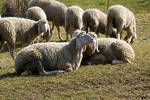 Noticias sobre el cambio climático Posibles recortes de tierras para la cría de ganado vacuno, ovino y caprino para 2100.