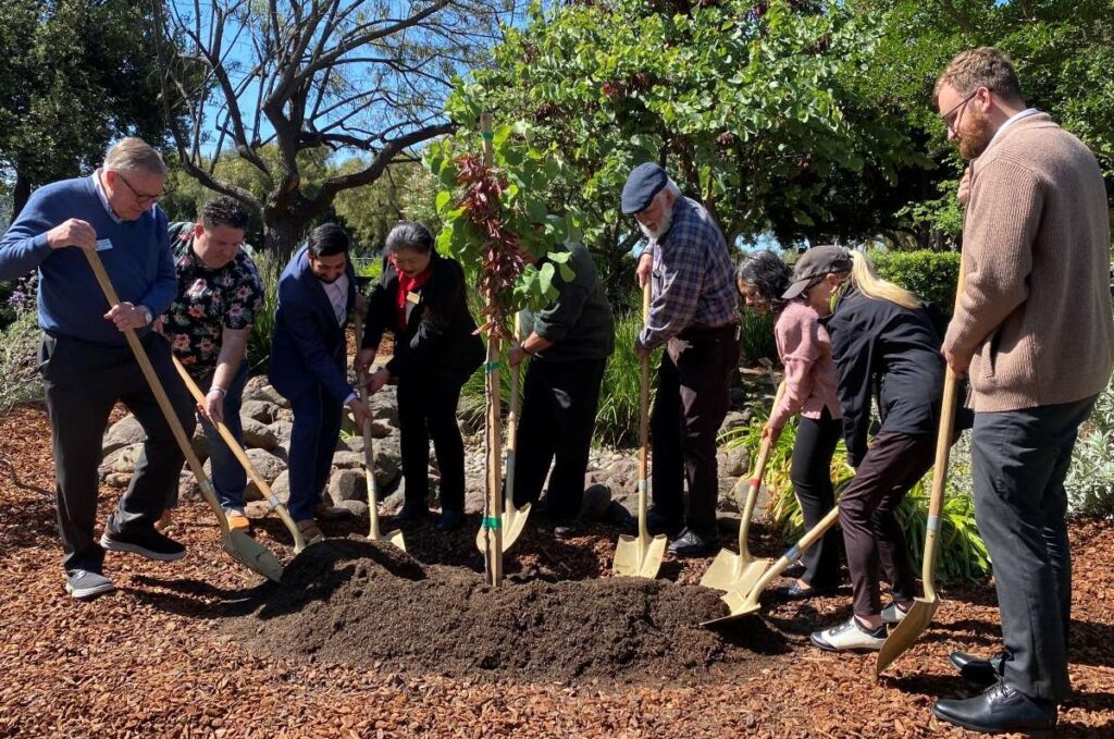Los miembros de la junta del distrito de agua y otros funcionarios locales que excavan tierra ayudan a plantar capullos rojos de California Stephanie Uchida